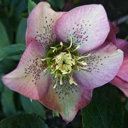 Lenten Rose 'Spotted Hybrids'
